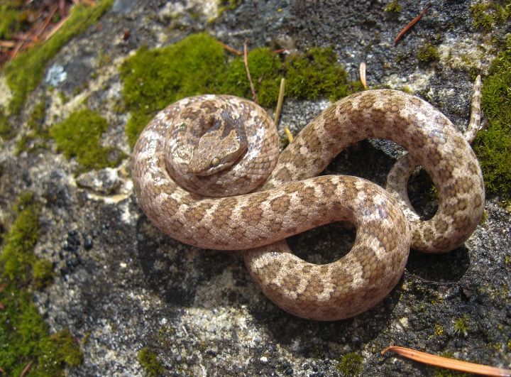 California Night Snake